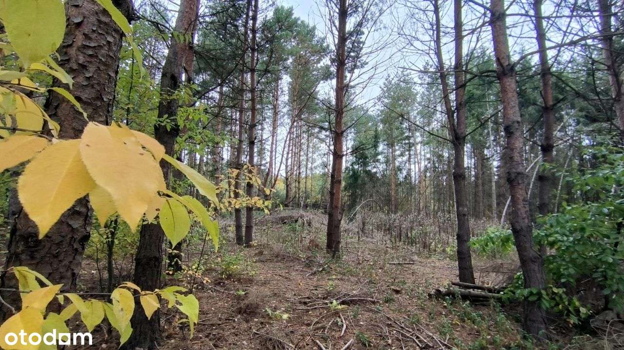 Okolice Zalewu Grzymek .-3