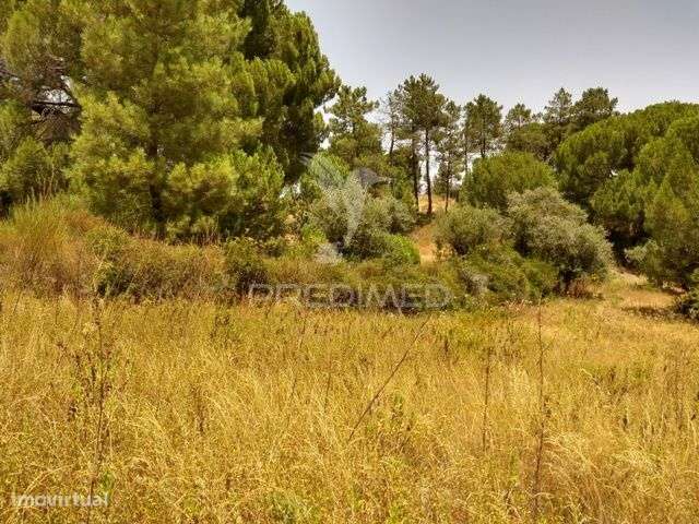 Terreno Rústico com 3750m2 em Montargil - Grande imagem: 5/10