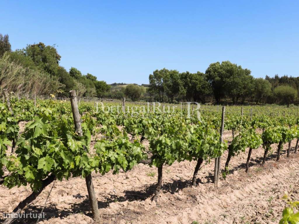 Quinta de 23ha com vinha e eucaliptos - Grande imagem: 4/50