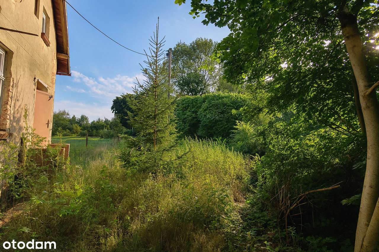 Twój azyl pod lasem – UNIKALNA działka z potencjałem w Wierzonce-11