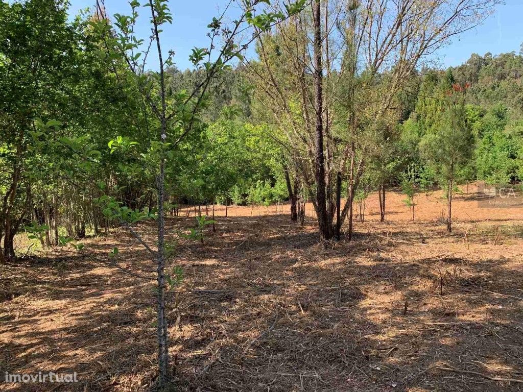 Terra de semeadura com oliveiras e videiras