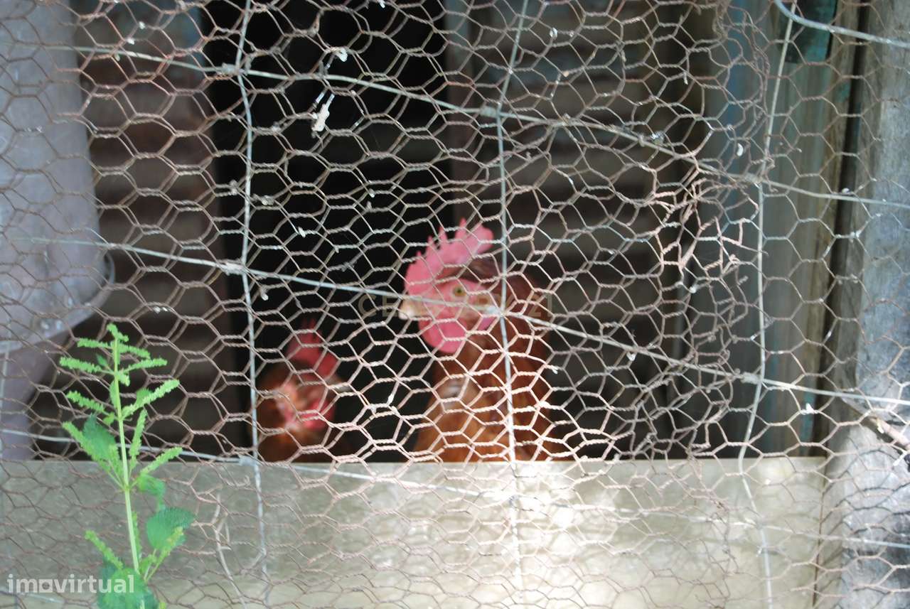 Terreno rústico 28200m2 em Vale do Junco, Chamusca, Golegã-27