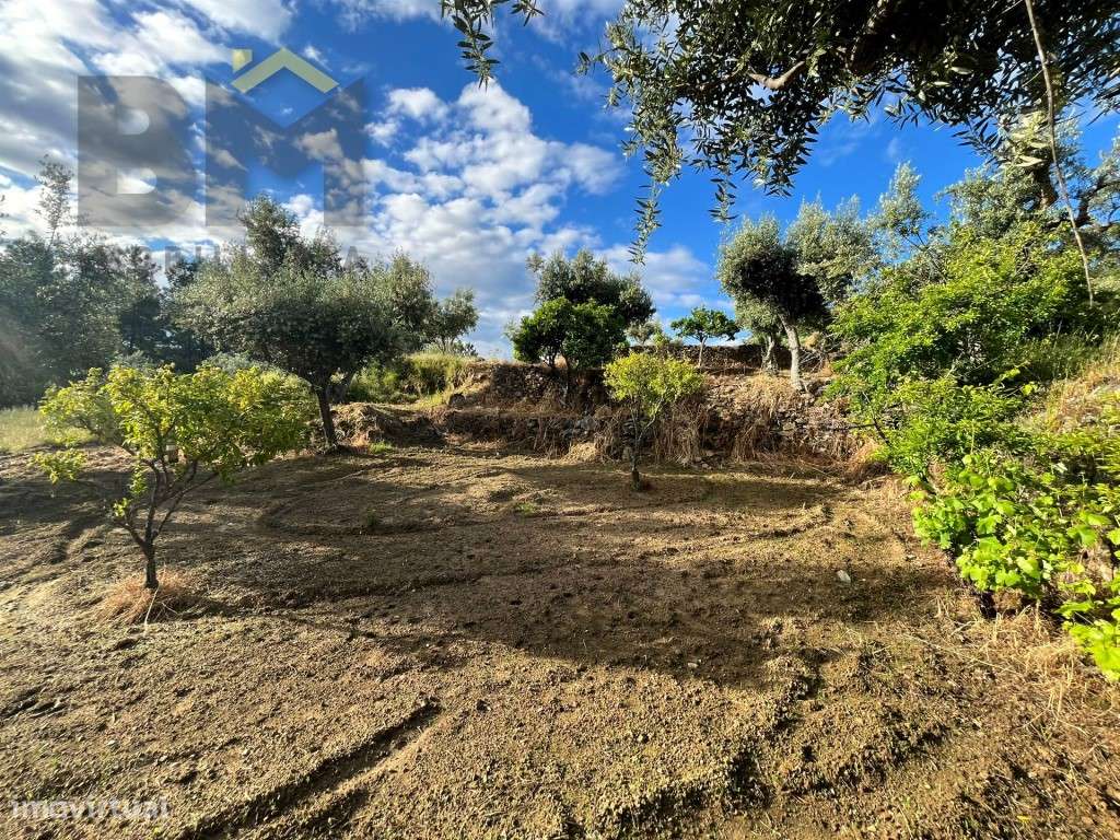 Terreno rústico com 2.920m² para venda em Juncal do Campo! - Grande imagem: 2/13