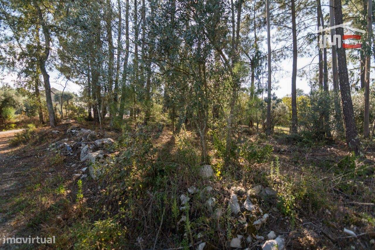 TERRENO RÚSTICO COM PINHAL, EUCALIPTOS E OLIVAL - Grande imagem: 3/9