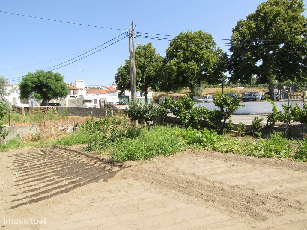 Lote da Tapada, Sardoal-7