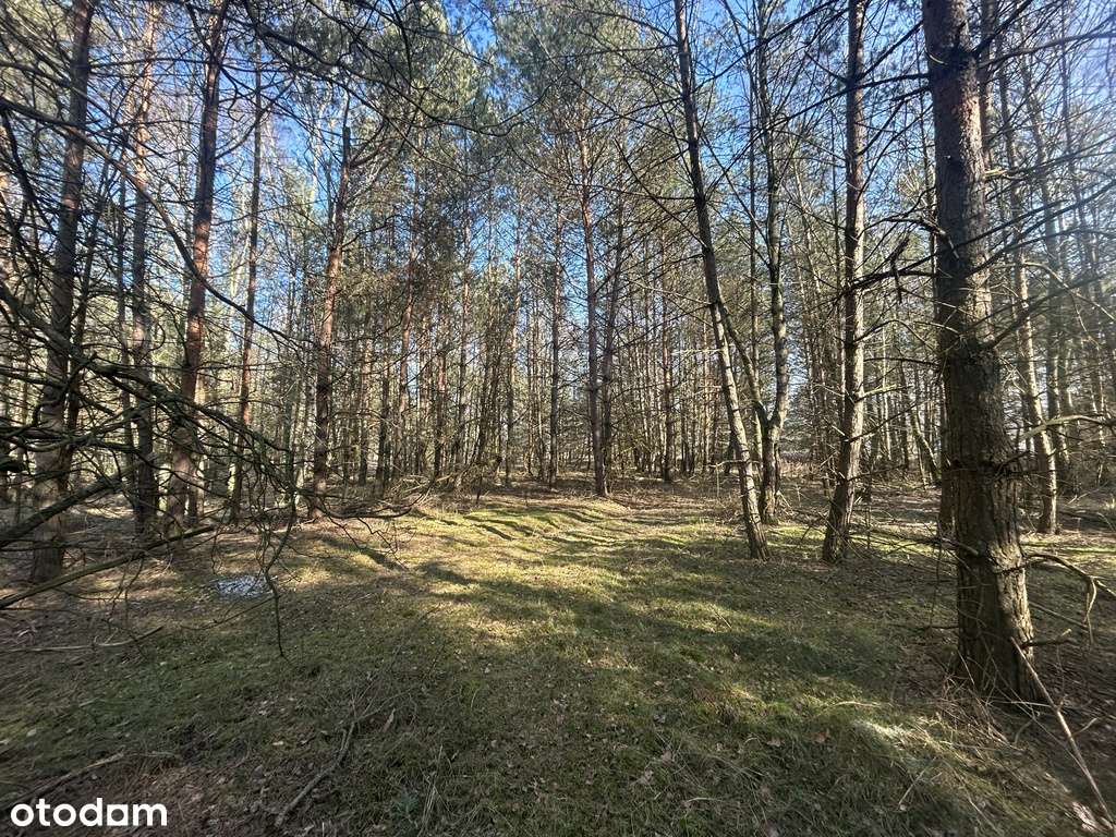 Zamieszkaj w rytmie natury – działka marzeń-12