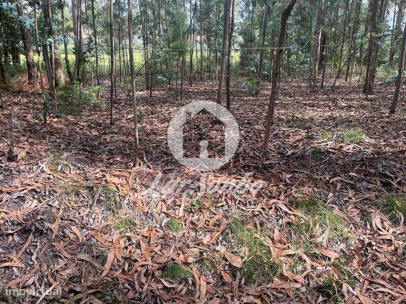 Terreno Agrícola e Florestal de 1.476m2 em Ferreiró, Vila do Conde - Grande imagem: 4/4