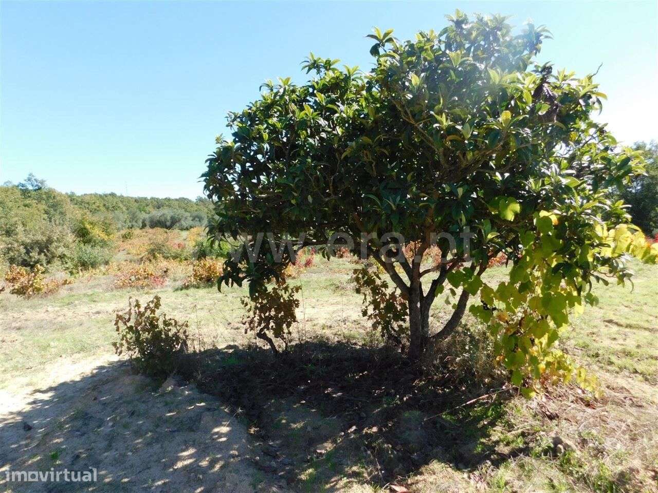 Terreno / Fundão, Pêro Viseu - Grande imagem: 3/4