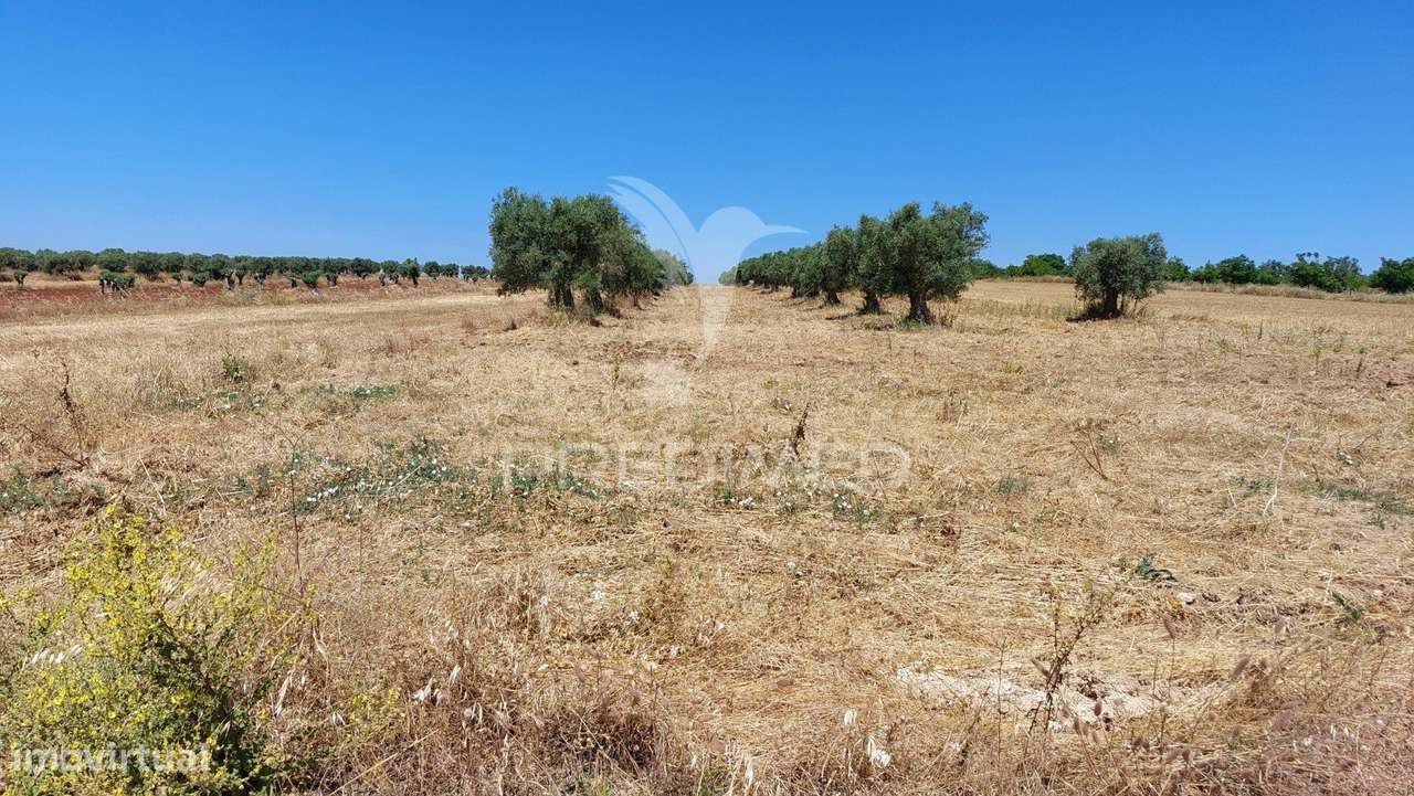 Terreno Agricola com Oliveiras - Grande imagem: 3/21