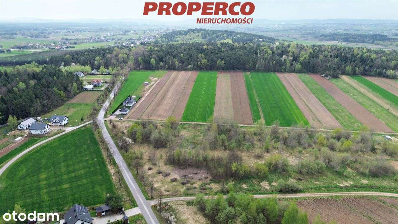 Działka 1306m2, Oblęgorek, gm. Strawczyn (media) - Pełny obrazek: 5/9