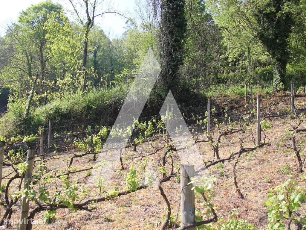 Vinha com Moinho em Jugueiros, Felgueiras - Grande imagem: 4/12