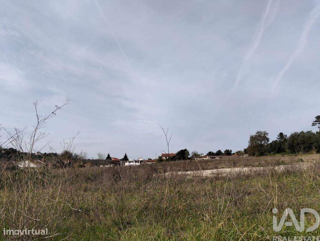 Terreno em Tomar (São João Baptista) e Santa Maria dos Olivais de 1308 - Grande imagem: 2/28