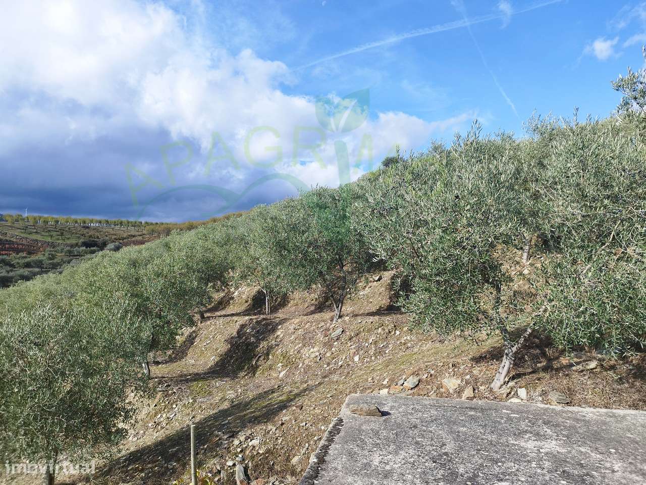 Olivais em Valongo dos Azeites, S.J. da Pesqueira-7