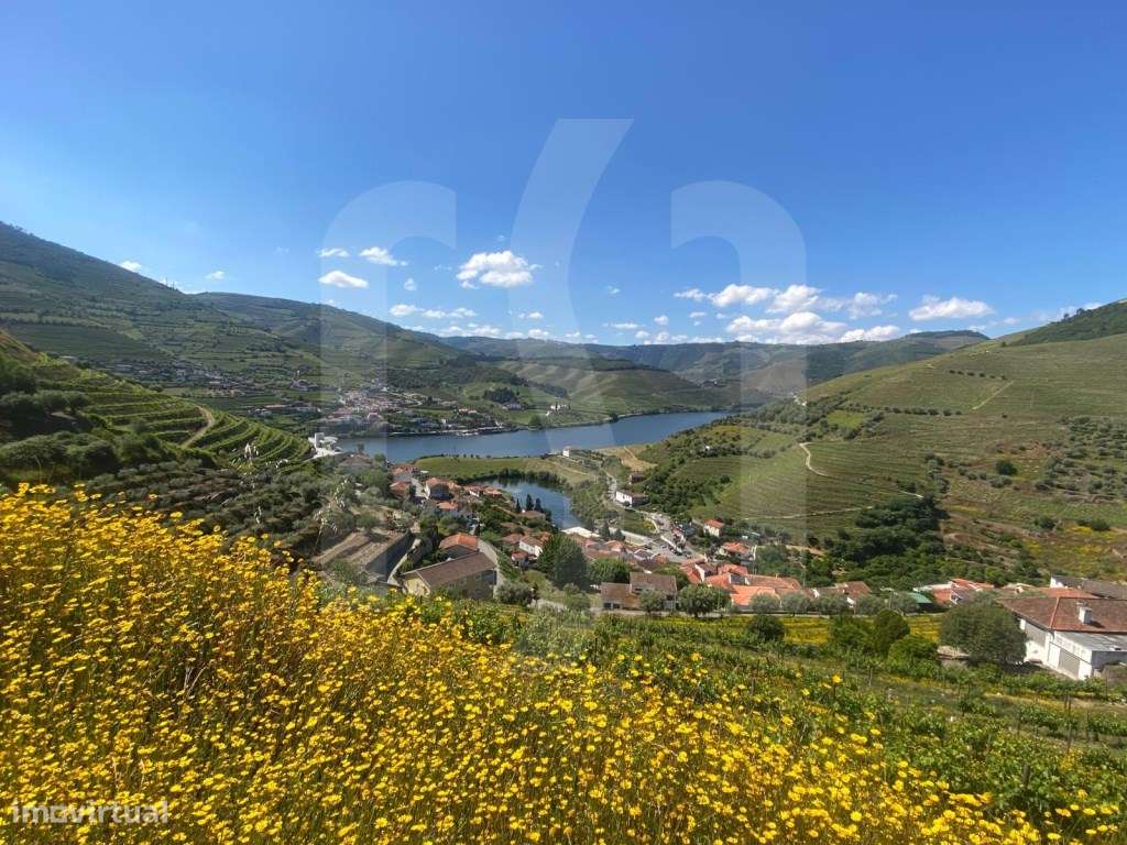 Quinta no Douro | Régua - Grande imagem: 4/4
