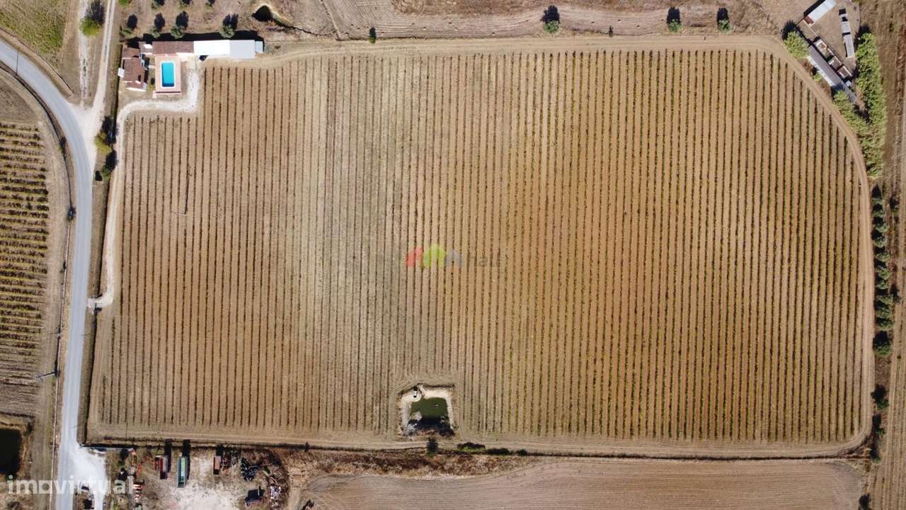 Quinta em Redondo com Monte e Vinha-9