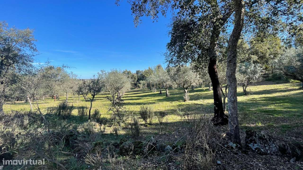 Terreno com olival tradicional | Escalos de Cima, Castelo Branco - Grande imagem: 3/7