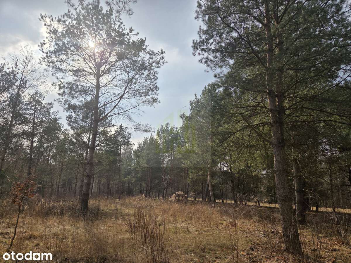 Duża działka 7800 m² - świetna pod inwestycję