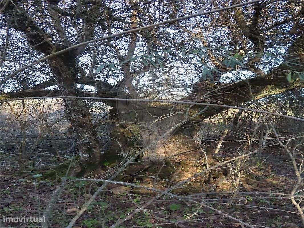 Quinta  para venda - Grande imagem: 5/17