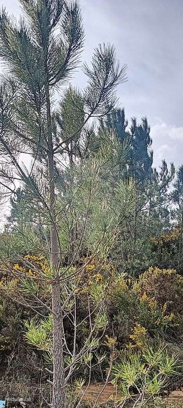 Terreno  para venda - Grande imagem: 4/4