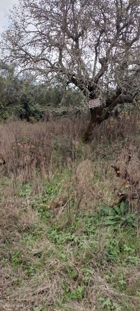 Terreno com vinha para venda - Grande imagem: 4/4