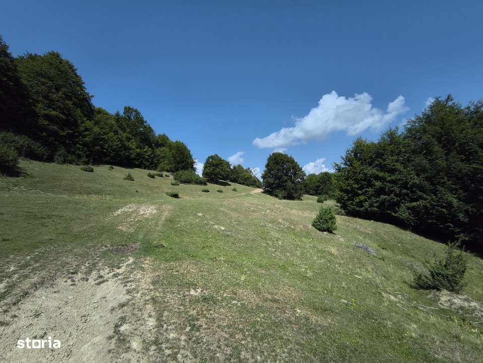 Teren - padure Teliu - Bradet - Imagine principală: 3/8