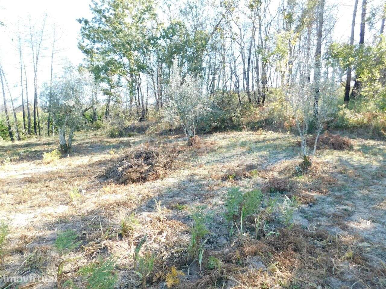 Terreno / Seia, Várzea de Meruge - Grande imagem: 5/10