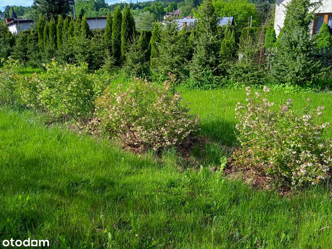 Działka rekreacyjna z drewnianym domkiem - Kończyce Wielkie-7