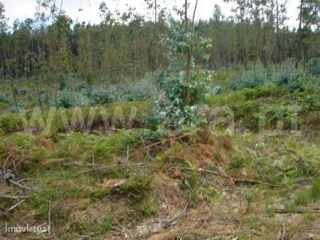 Terreno - Grande imagem: 2/4