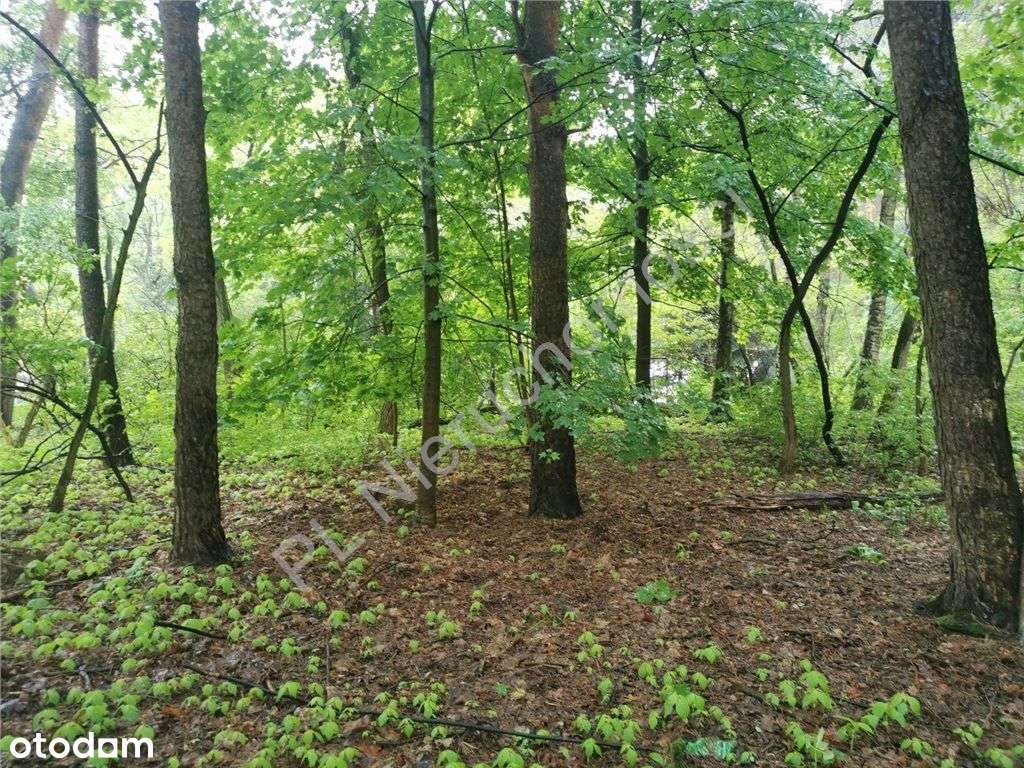 Działka w Chylicach gmina Jaktorów - Pełny obrazek: 4/7