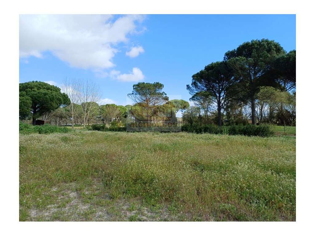 Quinta com casa e pinhal em Grândola! - Grande imagem: 5/11