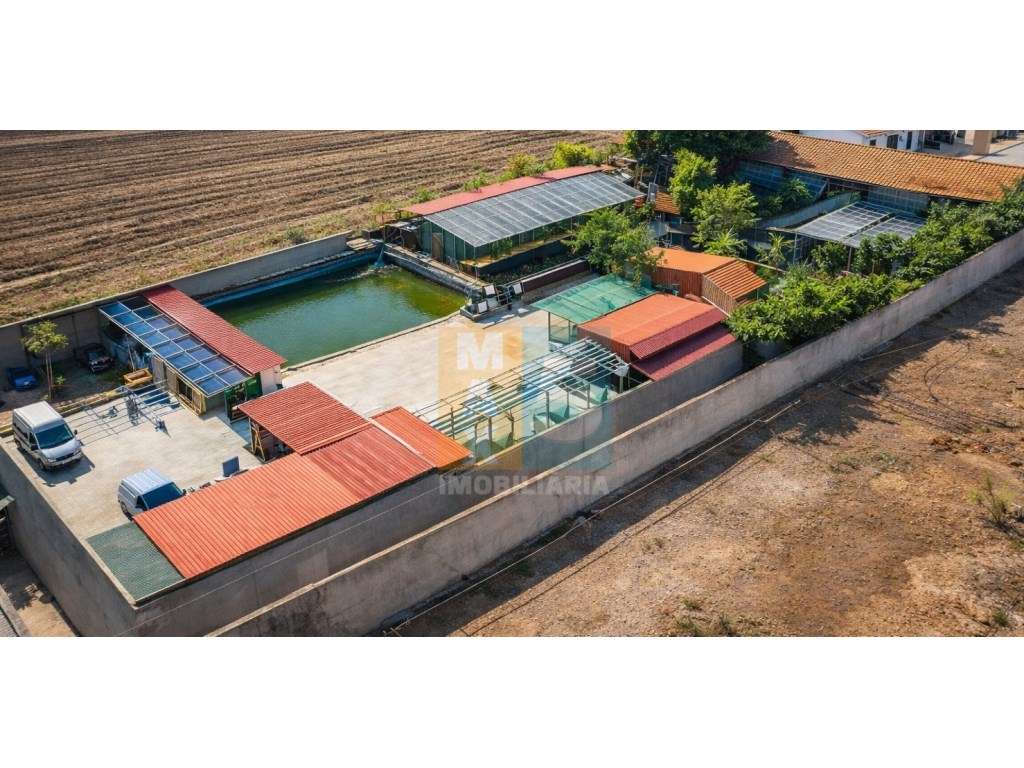 Quinta com 4.880 m2 - Alpiarça-3