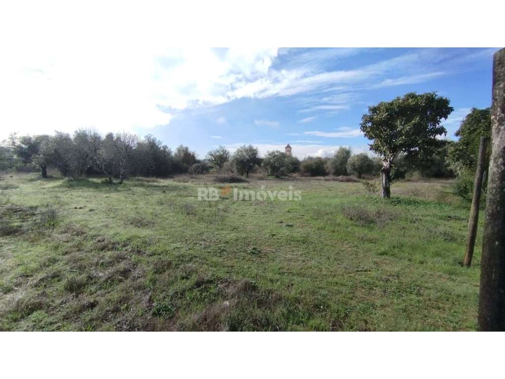 Terreno misto com 3080 m2, em Delongo - Grande imagem: 4/14