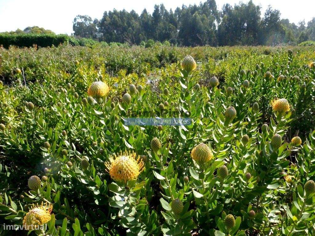 10 Ha terra plantações verduras e casa. Portugal, Algarve, Lagos - Grande imagem: 4/9