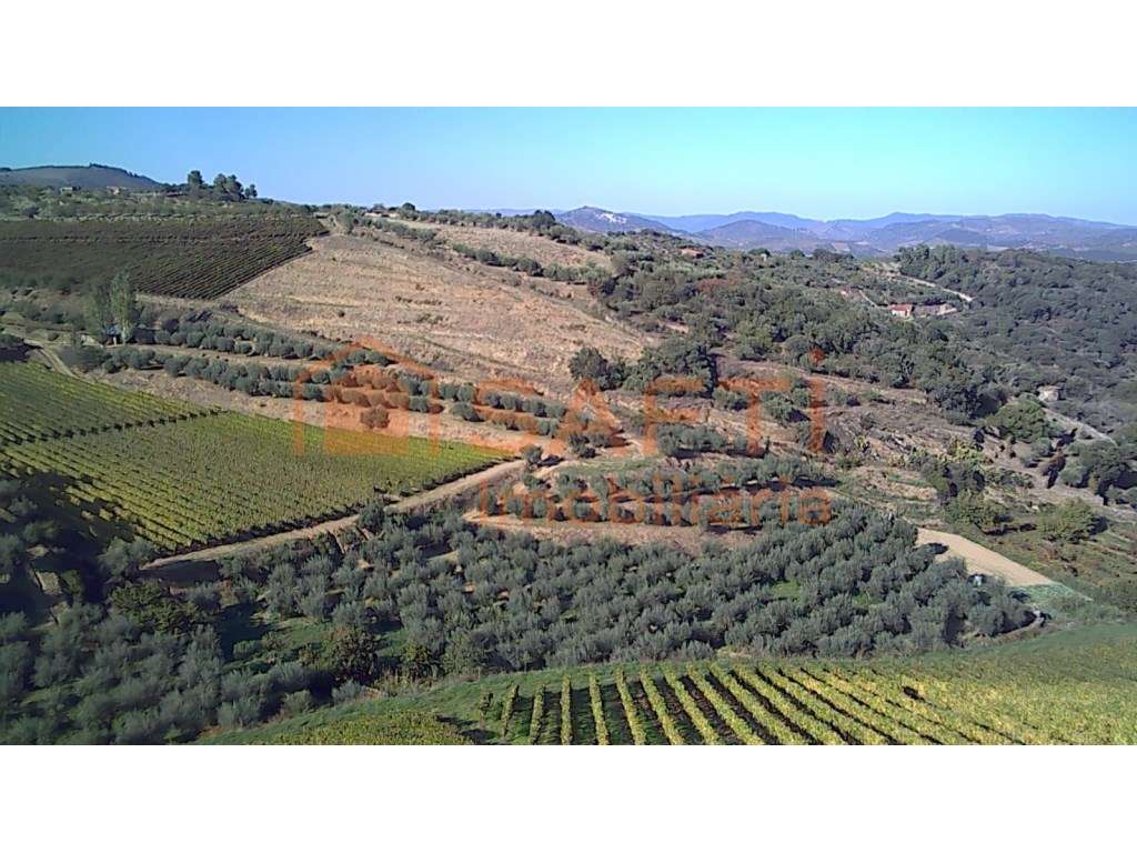 Quinta de 15Ha - Grande imagem: 2/8