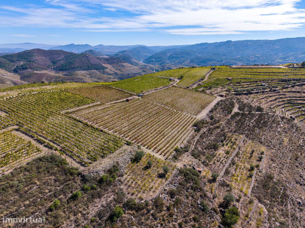 VINHA À VENDA EM MURÇA – REGIÃO DEMARCADA DO DOURO-16