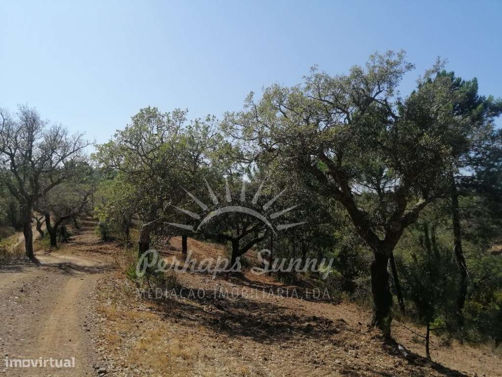 Terreno Rústico - Grândola - Grande imagem: 2/8