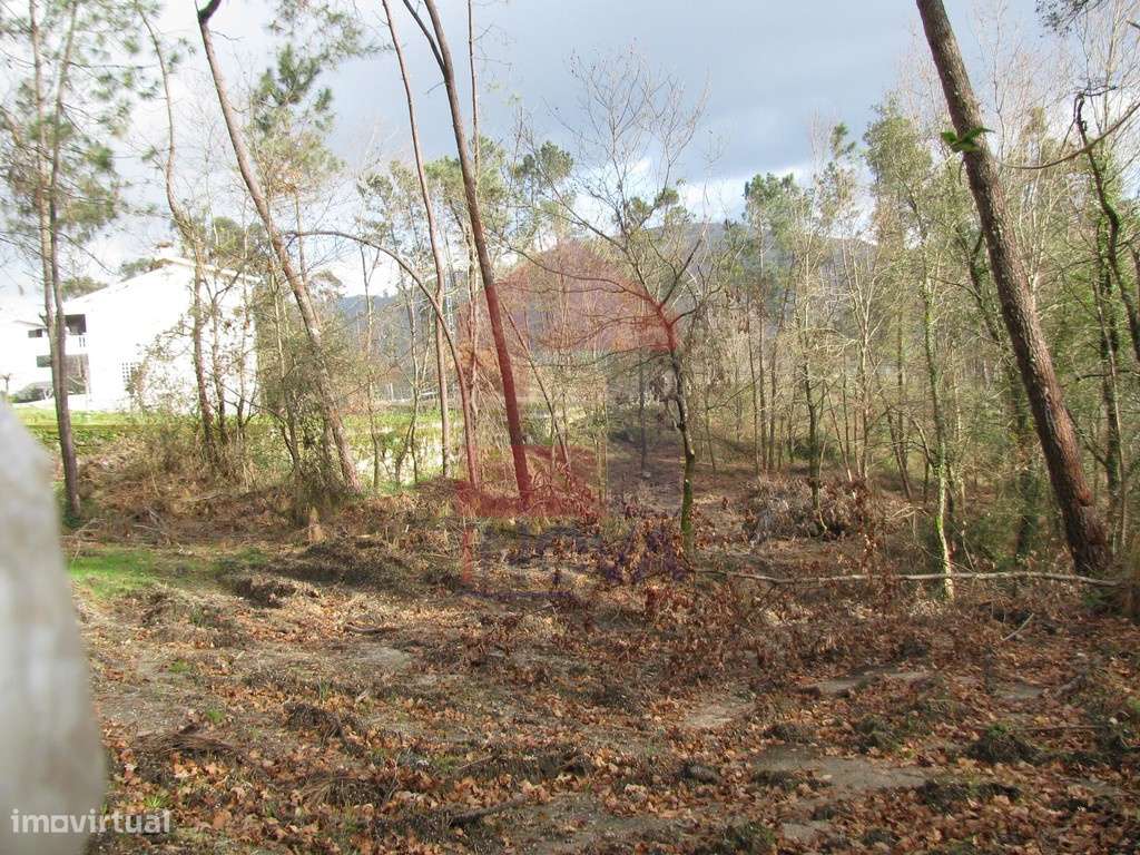 Terreno florestal, Oriz (São Miguel) - Grande imagem: 2/3