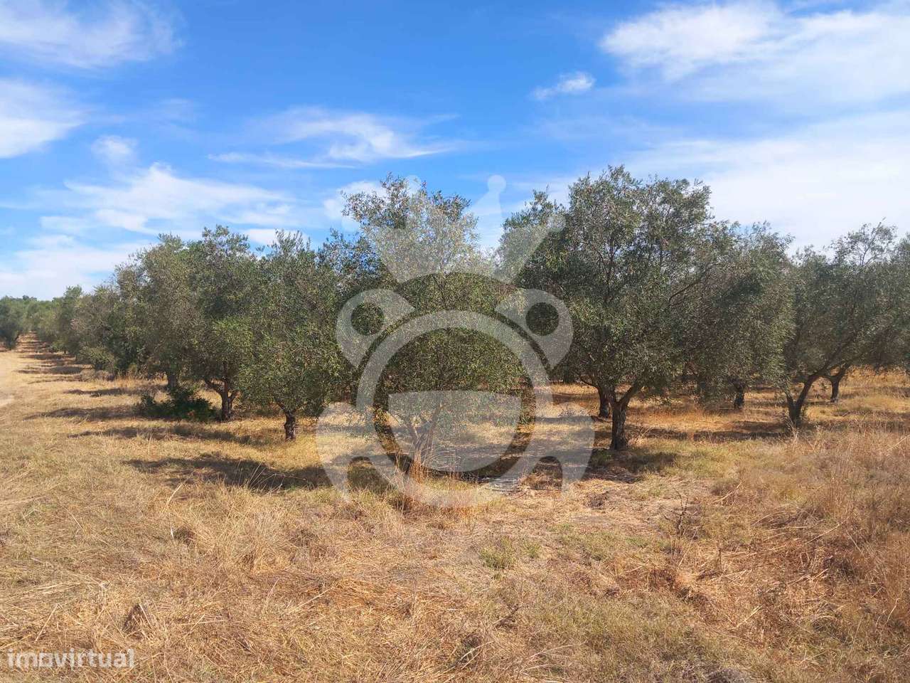 Olival tradicional com dependência agrícola - Vale de Vargo-27