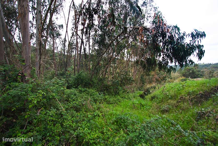 Grande propriedade, com floresta e 2 ruínas, Fraldeu, Óbidos-39