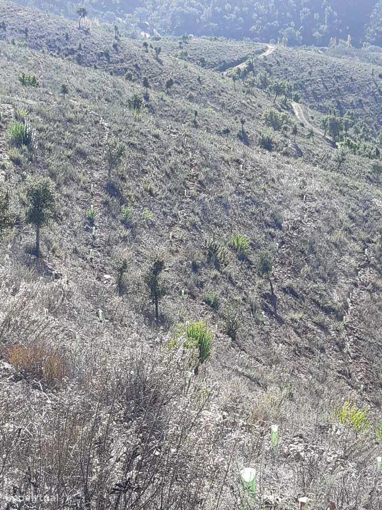 Terreno de 10Hetares com sobreiros. - Grande imagem: 4/4