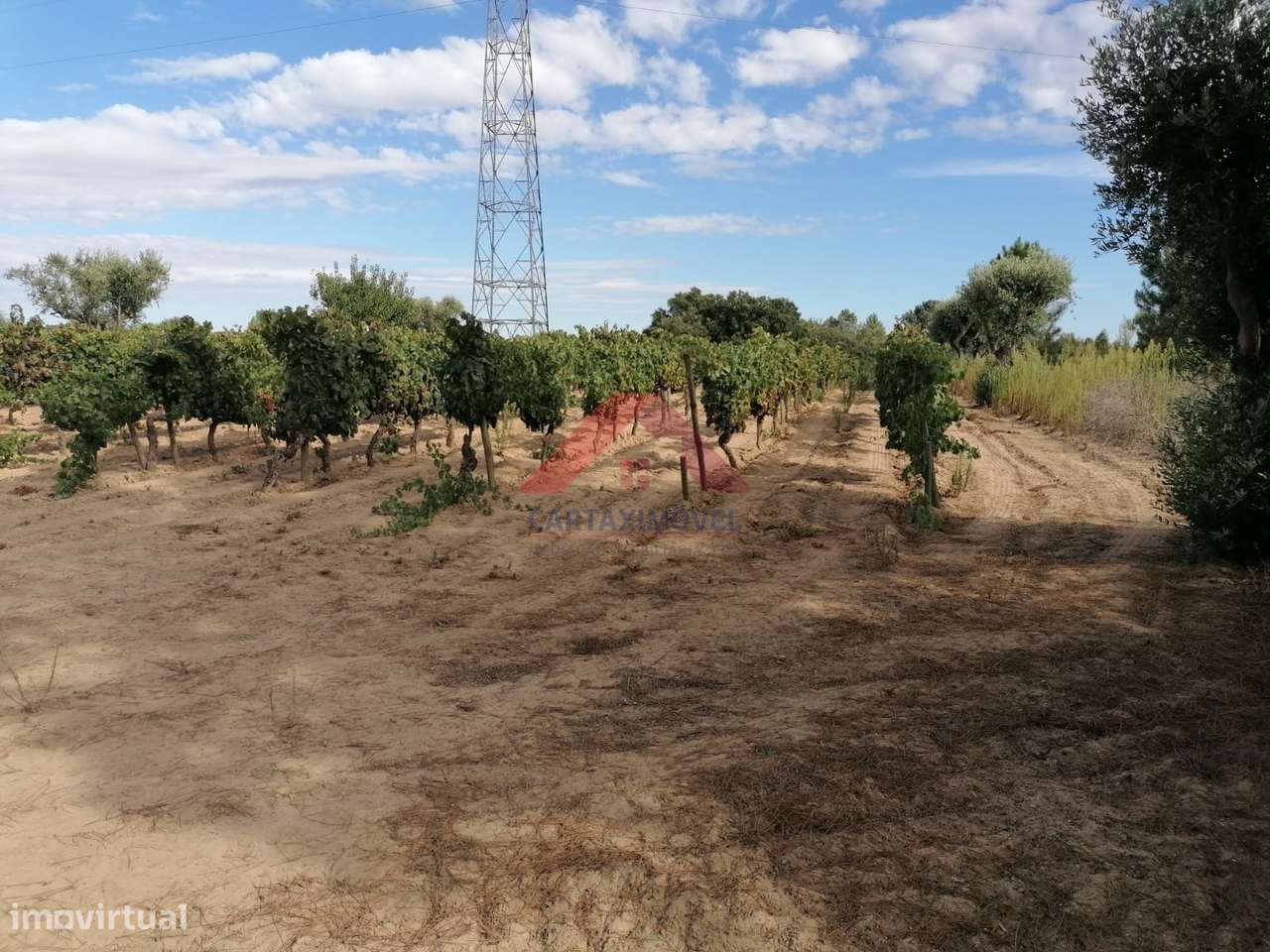 Terreno Rústico  Venda em Vale de Santarém,Santarém - Grande imagem: 5/12