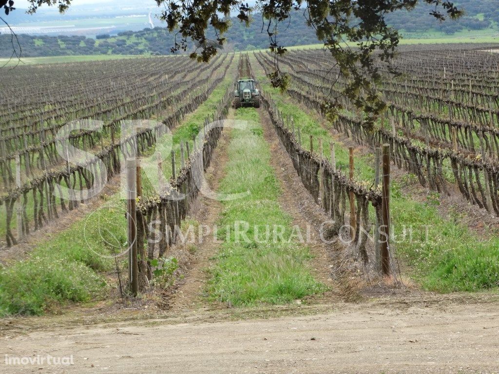 Herdade distrito Évora com vinha