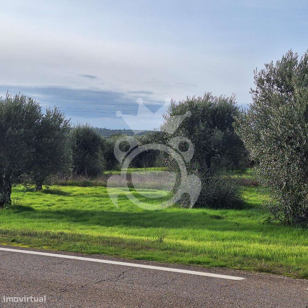 Olival para venda em Portel - NOVO PREÇO!! - Grande imagem: 5/11