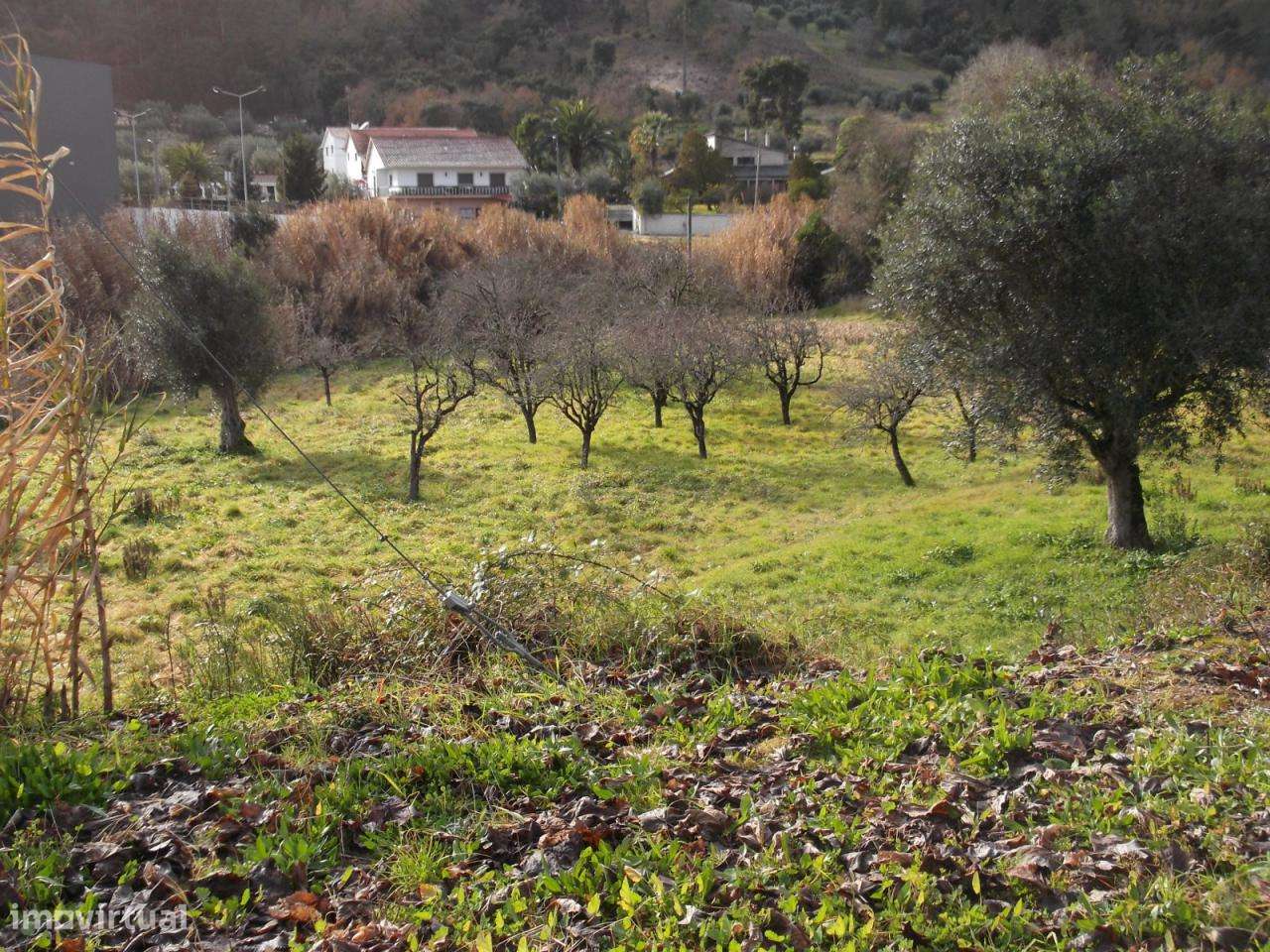 Terreno muito bem localizado - Ourém - Grande imagem: 5/8