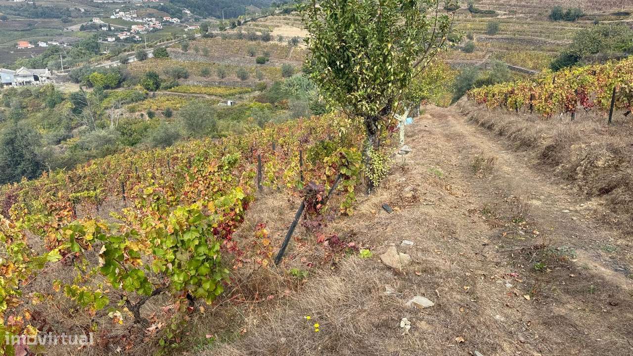 Quinta do Prado em Moura Morta, Régua-9