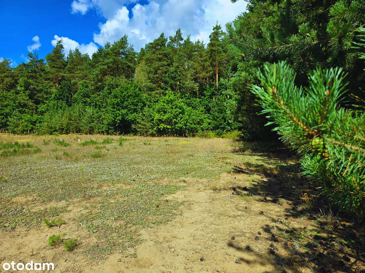 Działka 1,5 ha przy lesie- idealna pod domki i rekreację - Pełny obrazek: 4/15