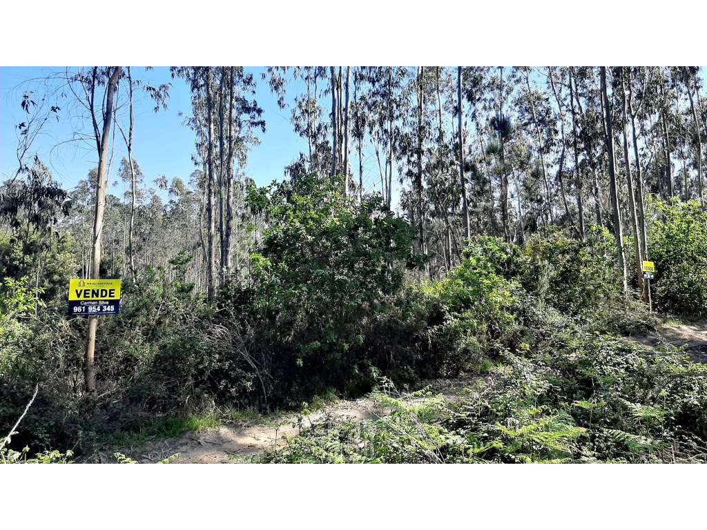 Terreno Rústico - São João, Ovar - Grande imagem: 4/6