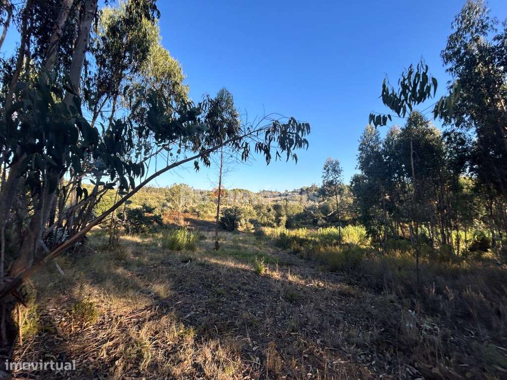Terreno rústico com mais de 1hectare e várias árvores - Agroal, Tomar - Grande imagem: 2/15