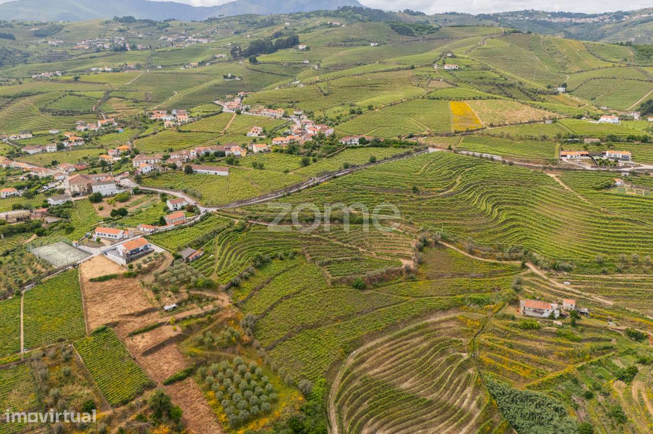 Terreno com Vinha de Benefício – 10.374 m² - Santa Marta de Penagui... - Grande imagem: 3/8