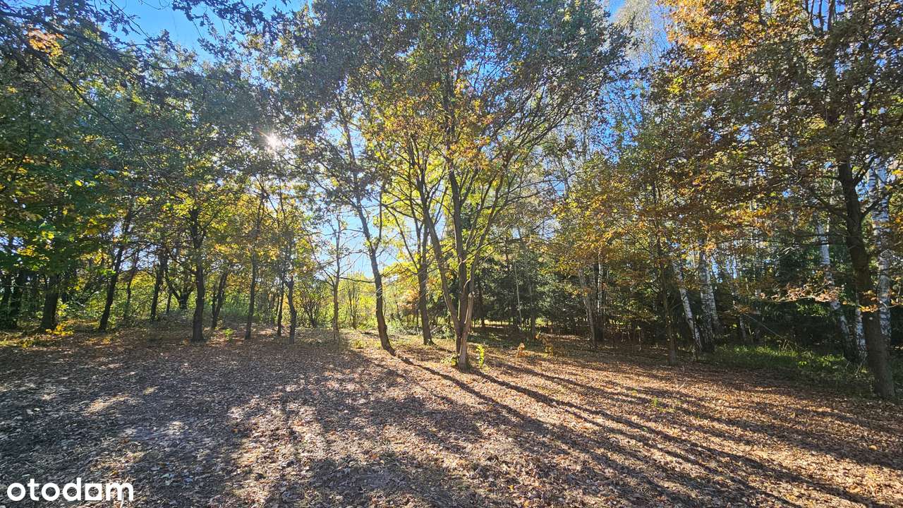 Działka w kolorach jesieni - Pełny obrazek: 5/8